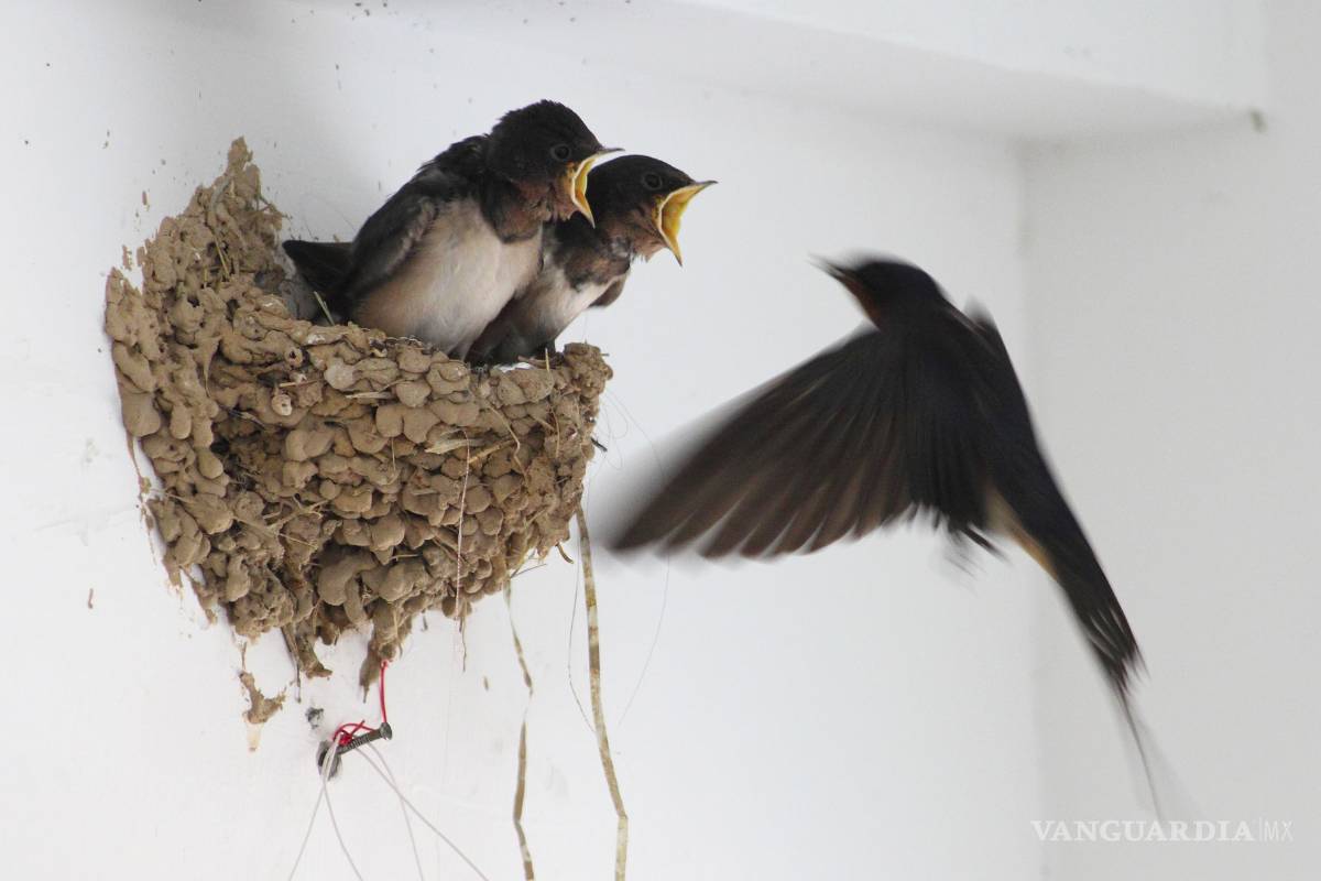 Crea Gobierno de Coahuila cuentas en Facebook para promover la observación científica