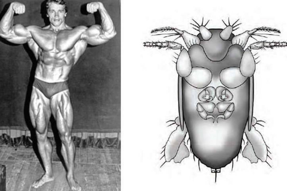 Bautizan a la mosca más pequeña del mundo con el nombre de Schwarzenegger