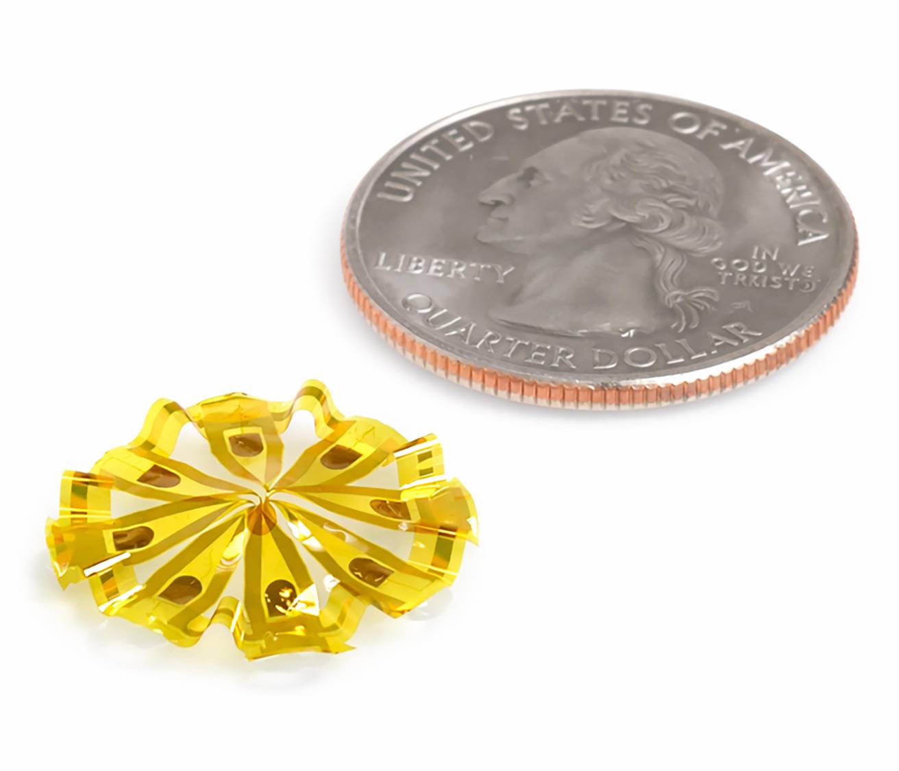 $!En la foto se observa el dispositivo electrónico destinado a envolver un organoide neuronal, junto a una moneda de un cuarto de dólar, lo que permite apreciar su escaso tamaño.
