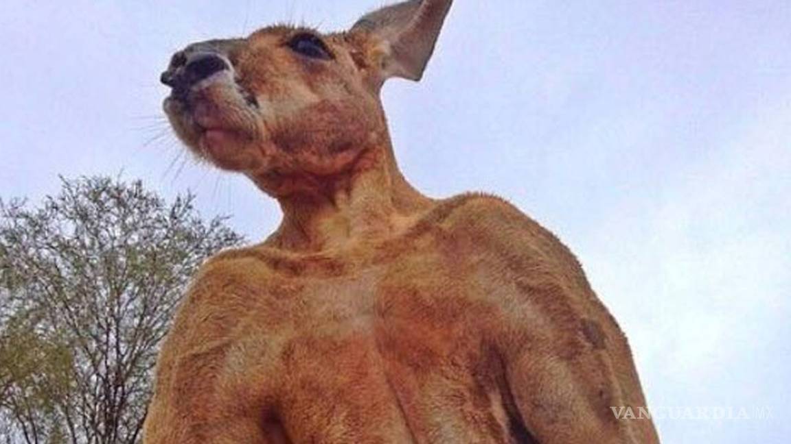 $!Murió 'Roger', el canguro más fuerte y famoso de Australia