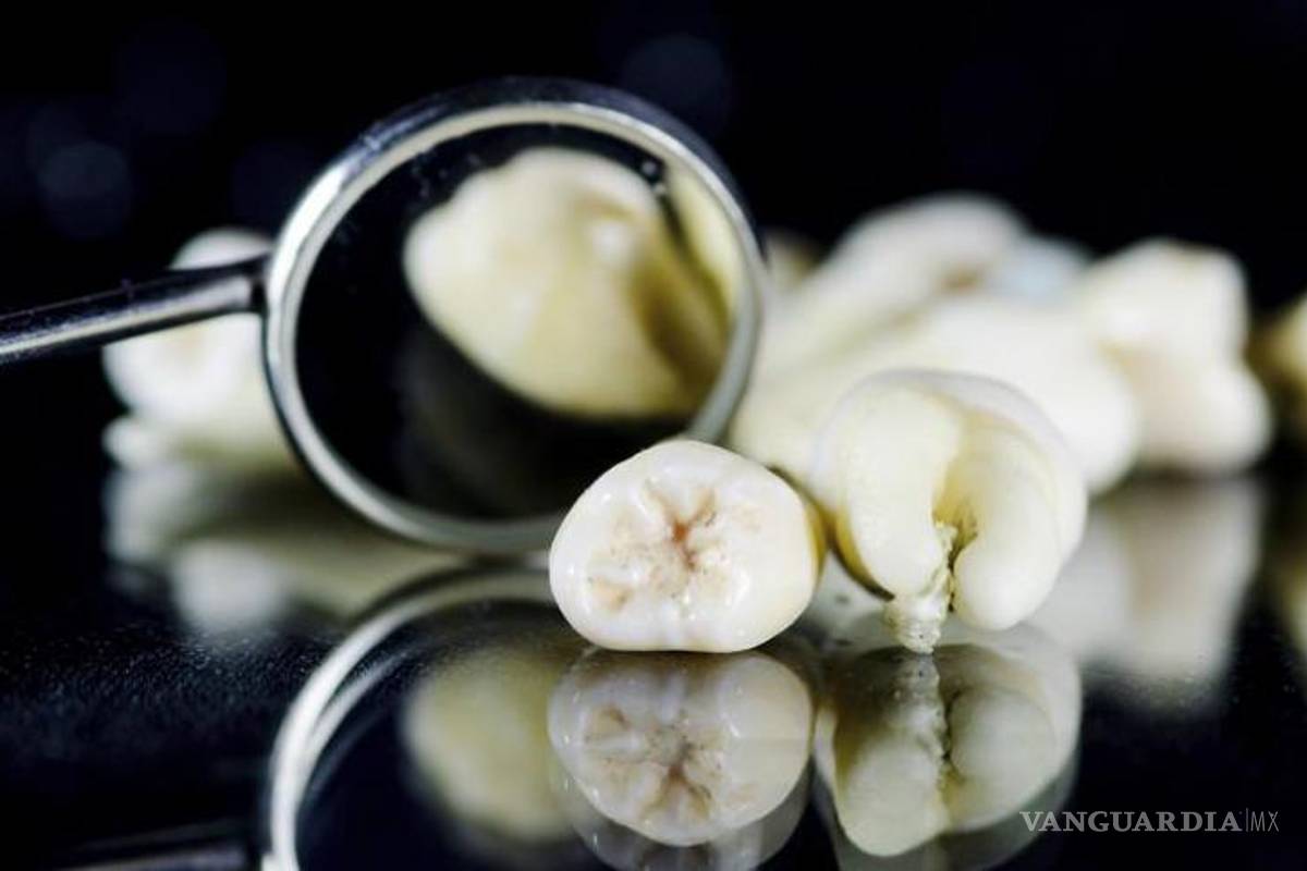 ¿Por qué no nos vuelven a crecer los dientes?