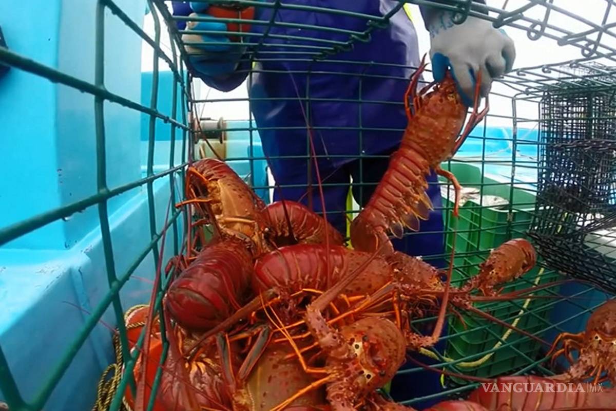 Es Baja California Sur potencia exportadora de langosta roja