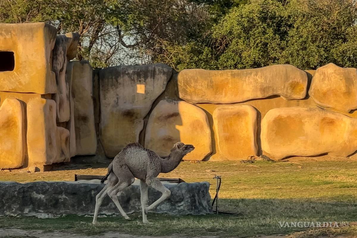 Invitan a visitar a dromedario nacido en el Parque La Pastora, en Nuevo León