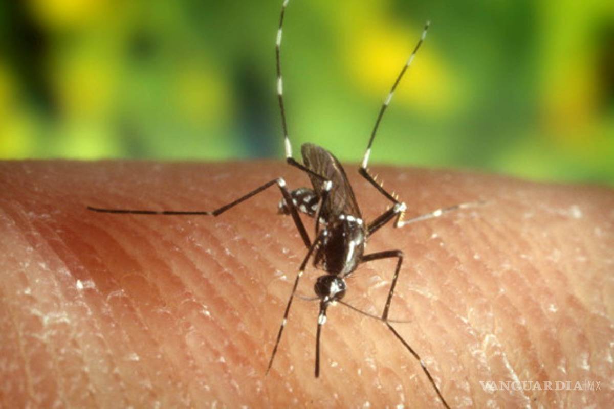 Detectan nueva cepa de zika; podría desatar epidemia en Brasil