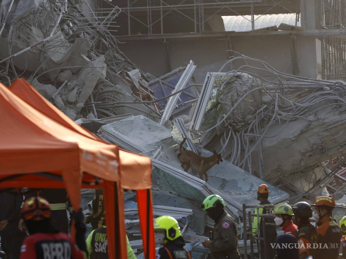$!Un perro rastreador busca sobrevivientes en el lugar del derrumbe de un edificio tras un terremoto en Bangkok, Tailandia.