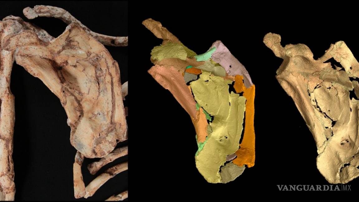 $!¿Cuándo los humanos y los simios se separaron?