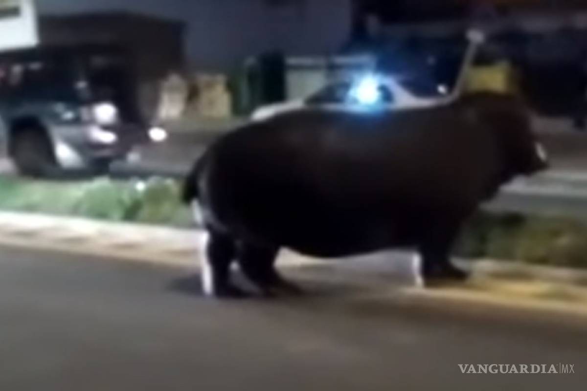 Hipopótamo escapa y pasea por la calle en España
