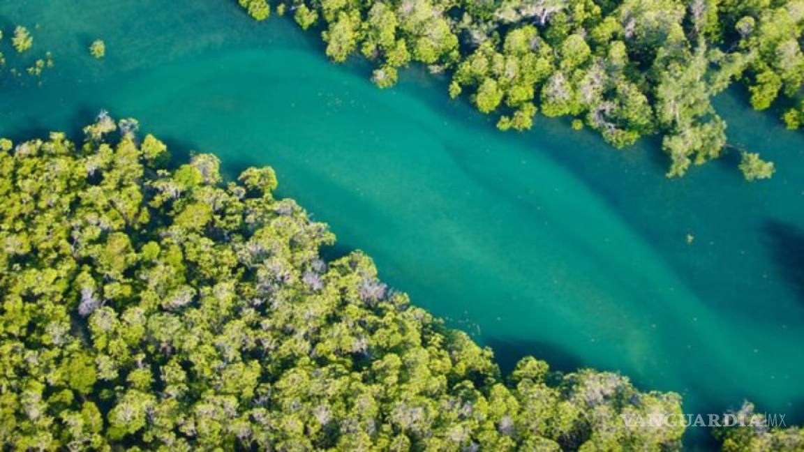 WWF y la fundación Bezos Earth Fund restaurarán manglares de México