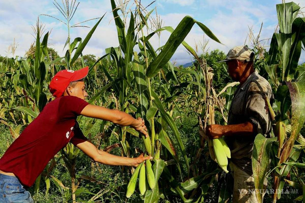 Pequeños productores serán los nuevos proveedores de Diconsa