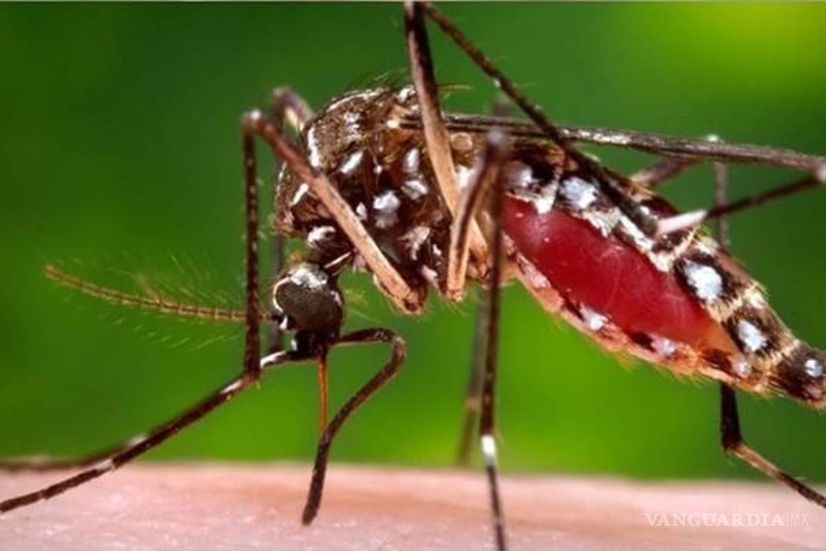 Alertan en Florida sobre aumento de casos de fiebre del dengue