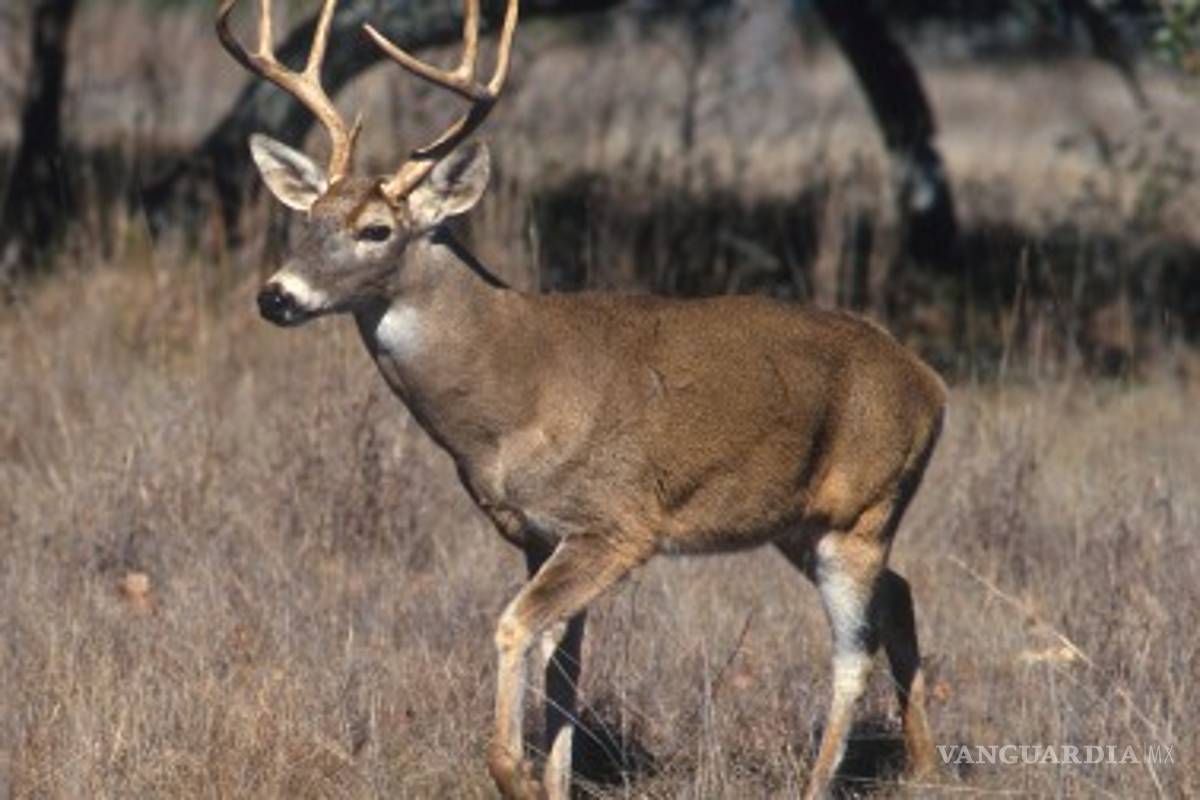 ¡Increíble! Venado sobrevive tras impacto violento de patrulla (VIDEO)
