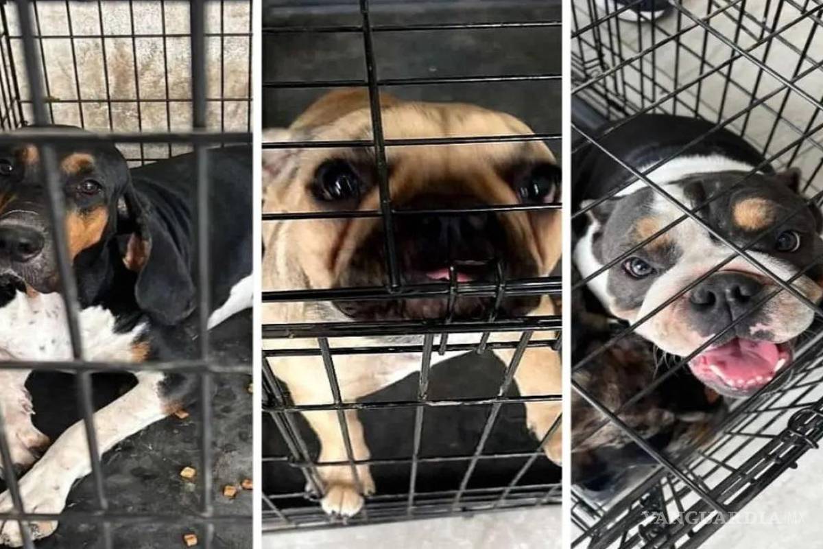 Se llevan a perritos tras cateo por narcomenudeo en Nuevo León