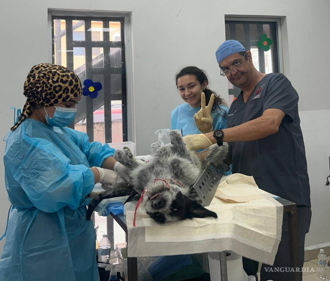 $!Veterinarios locales colaboran en las campañas con insumos limitados, pero con gran compromiso.