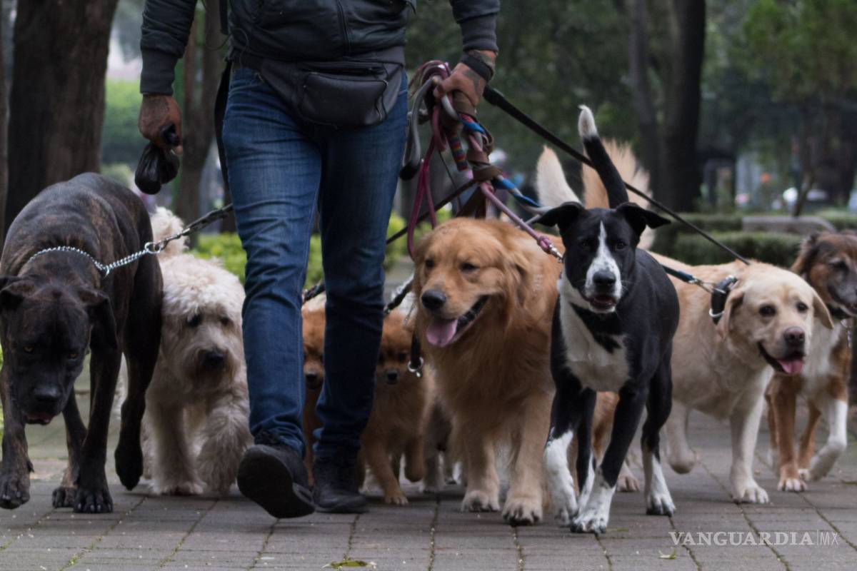 Mascotas perdidas, lo nuevo en extorsiones