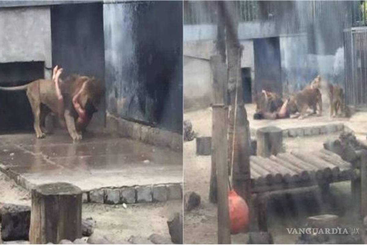 $!Hombre buscaba suicidarse en jaula de leones en zoológico