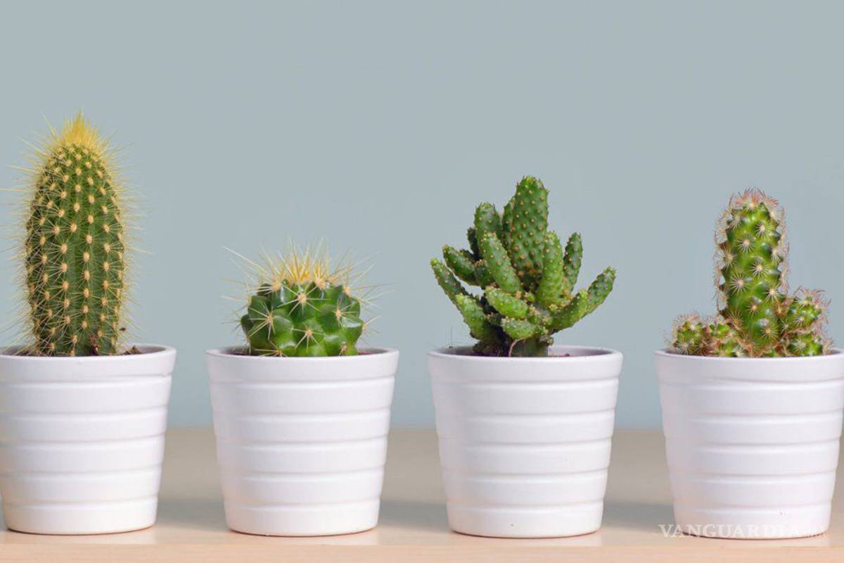 Entre cactus y suculentas, las plantas ideales para dar vida a tu hogar
