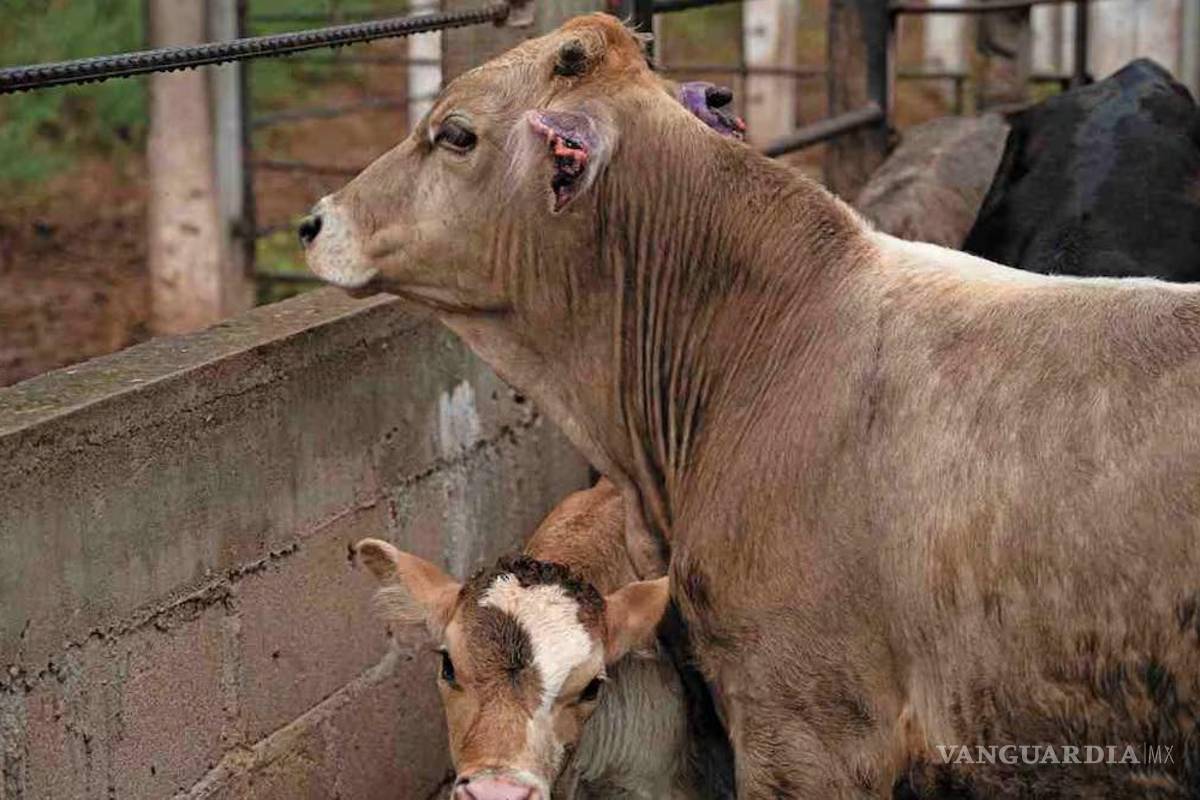 México y EU alistan nuevo pacto agroalimentario tras tensiones por plagas y aduanas