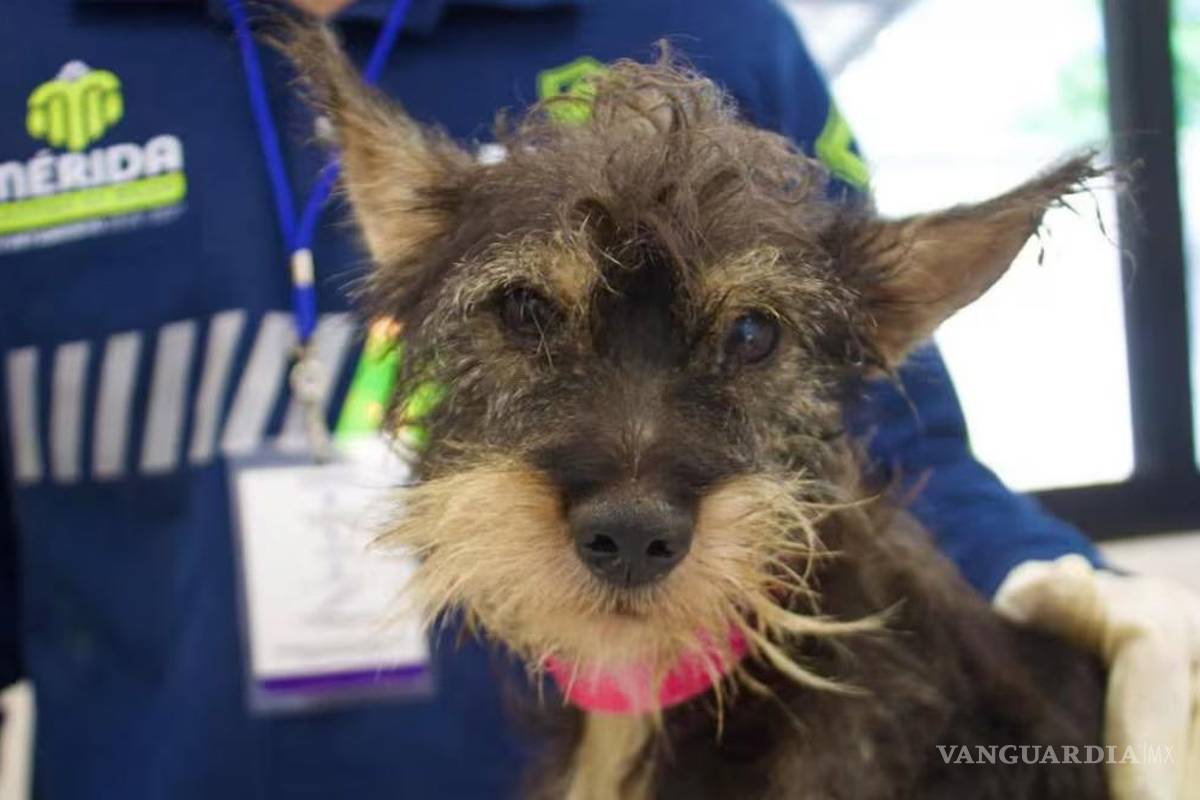 Abandona a sus perros y dos mueren; Mérida le impone multa histórica de 90 mil pesos