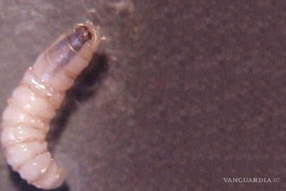 Temen crisis de salud causada por gusano barrenador