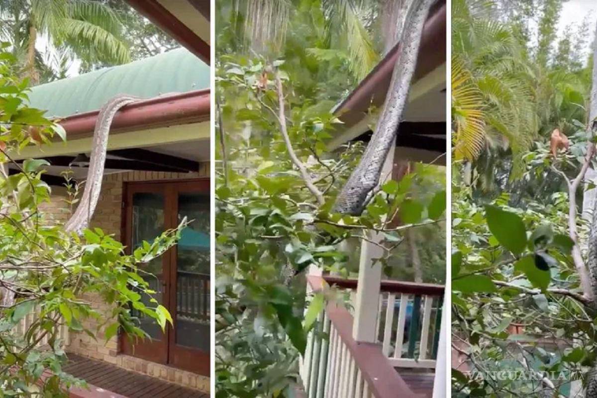 Pitón gigante le pega tremendo susto a familia en Australia