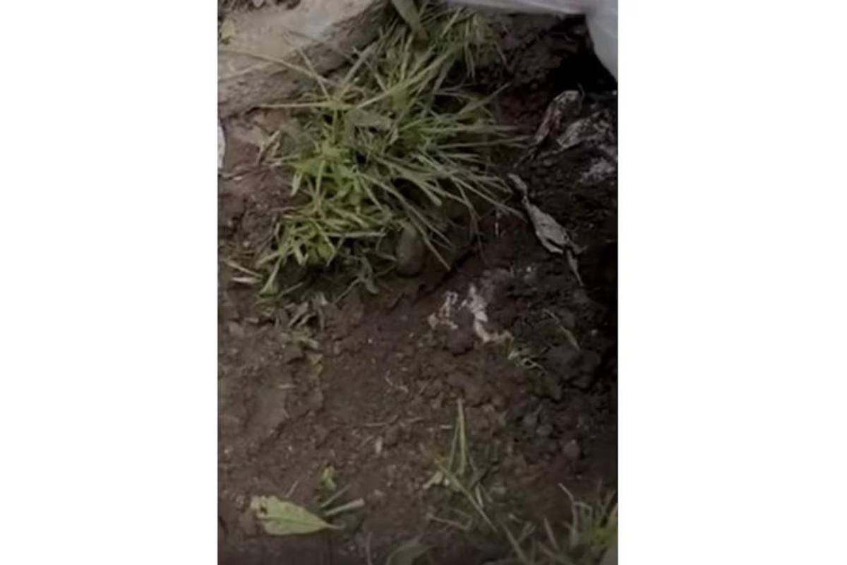 Descubren al menos cinco víctimas en fosa clandestina de Silao; continúan excavaciones