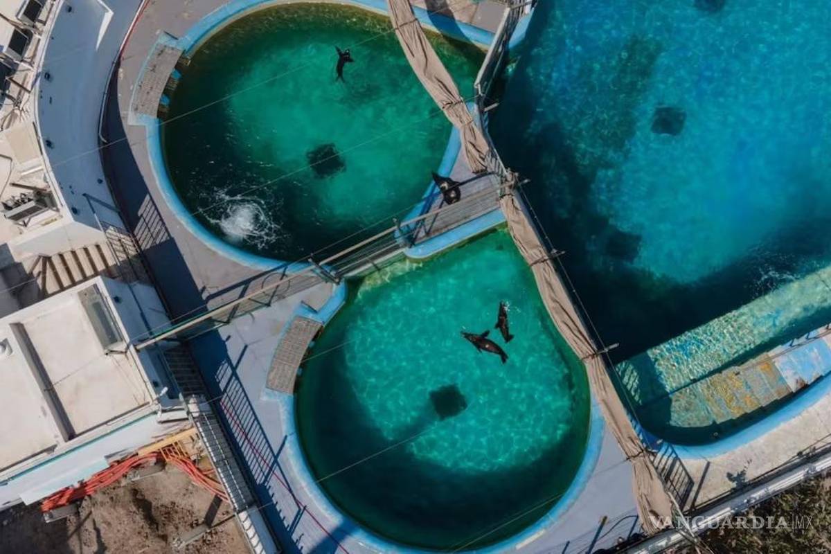 Profepa confirma maltrato animal en el Acuario de Veracruz; sancionan por forzar shows con delfines