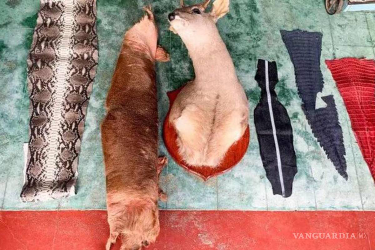 Clausuran comercio ilegal de pieles de fauna silvestre en Oaxaca