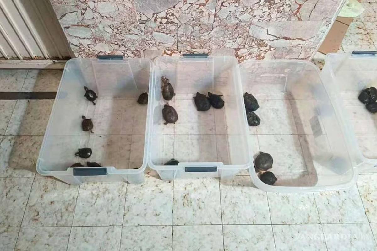 Golpe al tráfico de vida marina: tres detenidos por comercializar totoaba, tiburón y pepino de mar