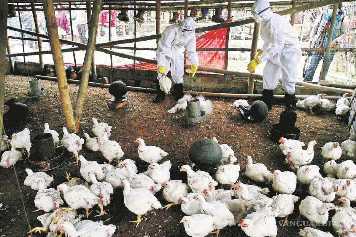 ¿Existe en México la vacuna contra la gripe aviar A H5N2?... SSA descartó riesgo de contagio para la población