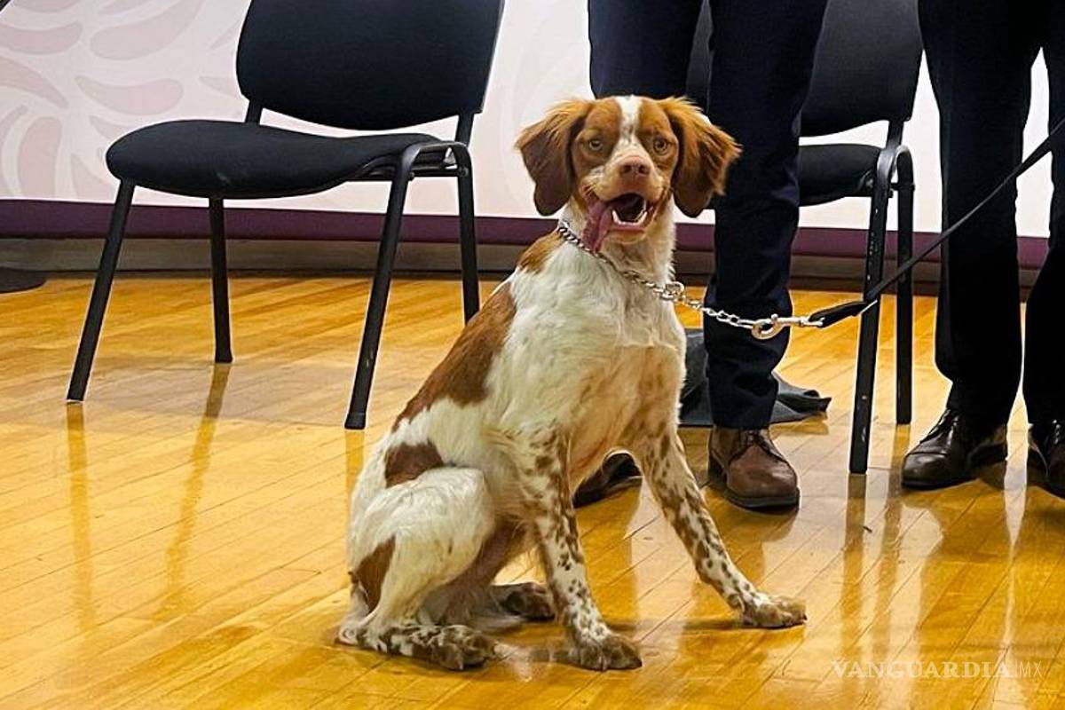 Anuncia Agsal que podría adquirir otro perro caza-fugas para reforzar la labor de el “Manchas”