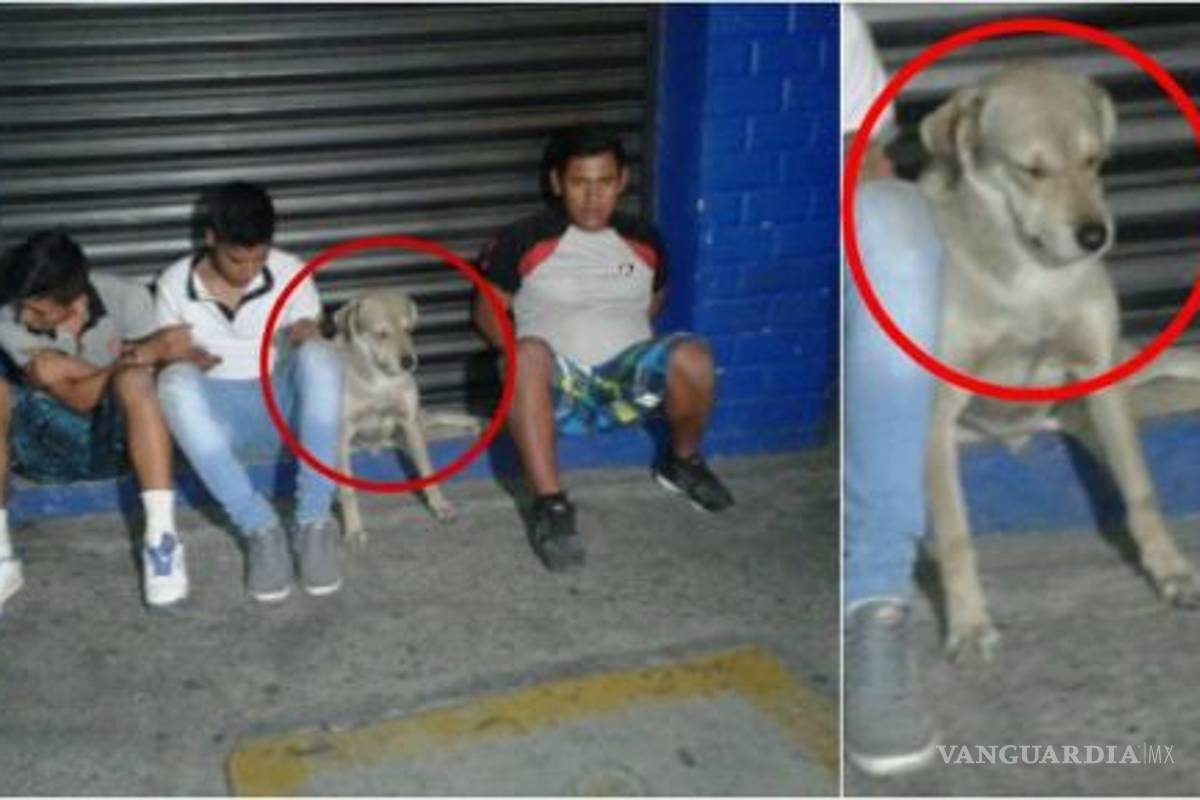 Caen 3 jóvenes y su mascota por robo; perro sorprende con cara de arrepentimiento