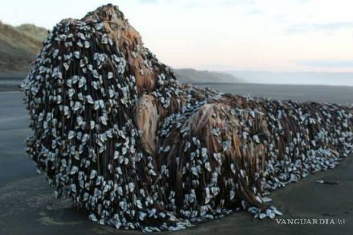Hallan “monstruo marino con rastas” en Nueva Zelanda