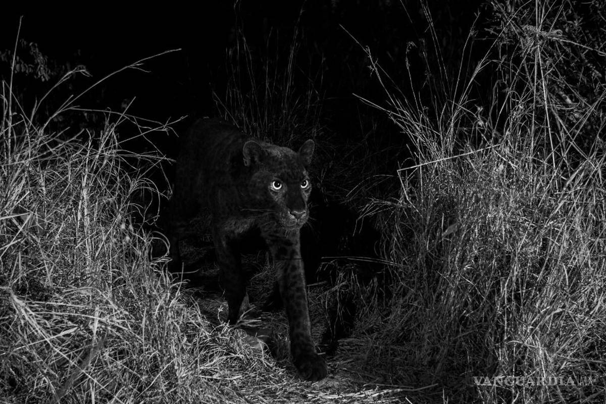Logran captar por primera vez en más de un siglo al espectacular leopardo negro de África