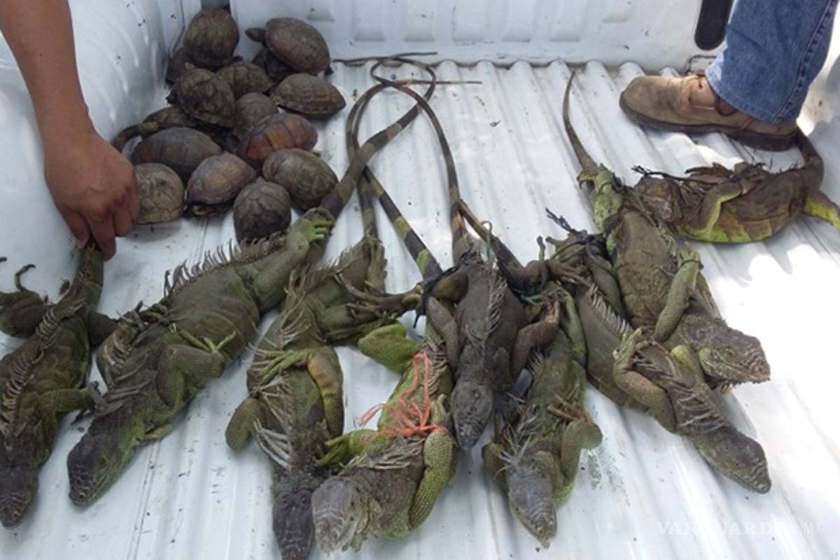 Profepa rescata a 17 tortugas y 9 iguanas en Chiapas