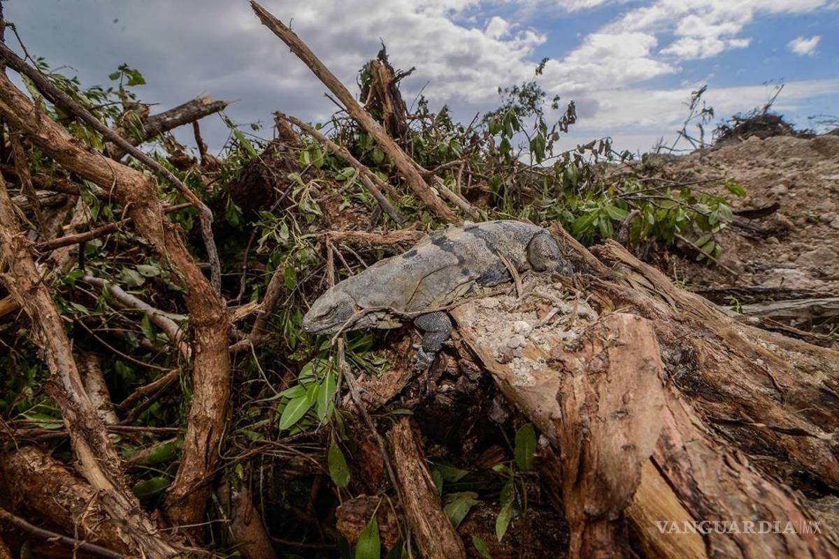 Exigen a Fonatur plan de rescate en Tajamar