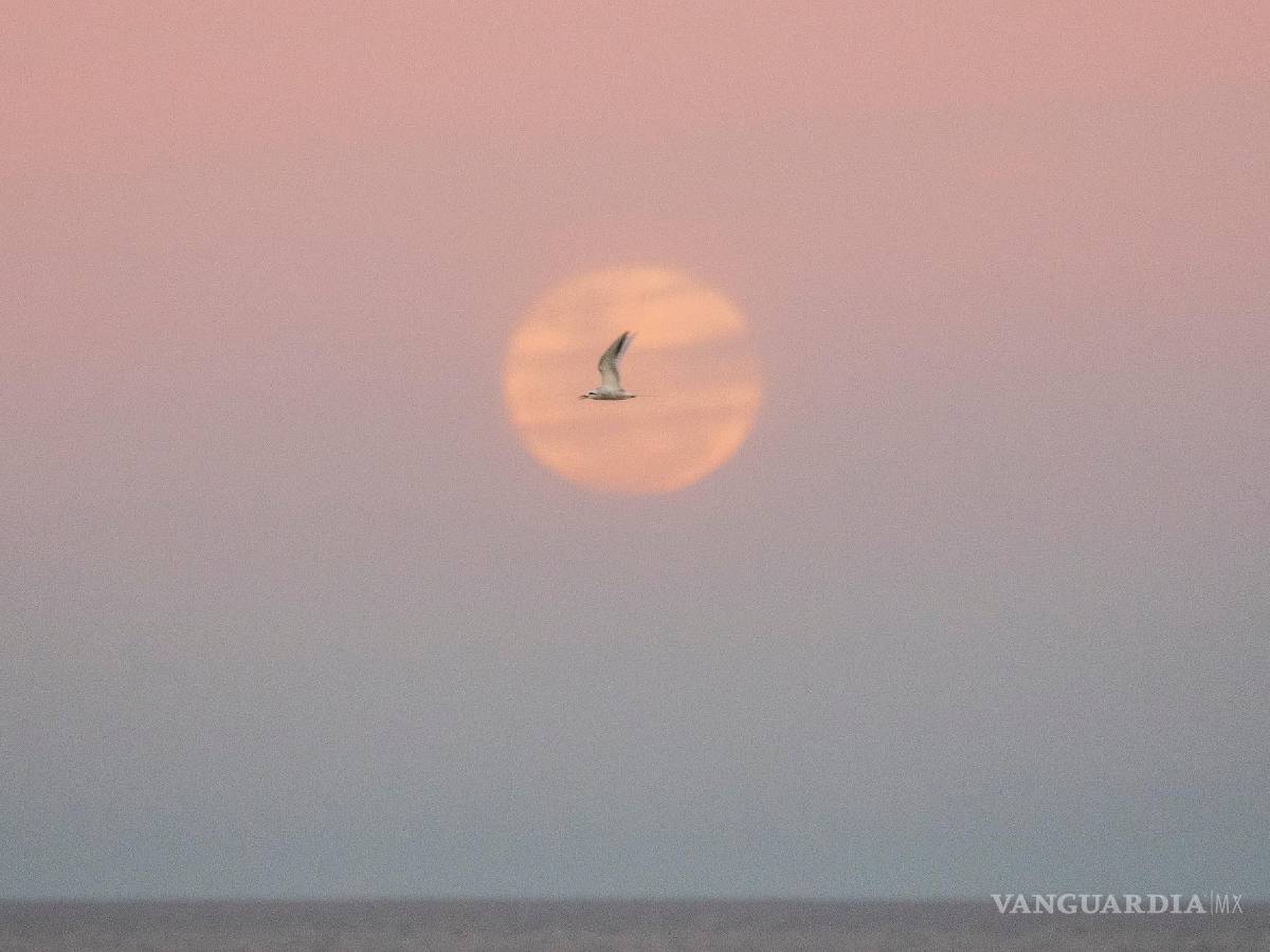 $!Una gaviota vuela mientras sale la luna llena en Montevideo, Uruguay, el miércoles 13 de julio de 2022.