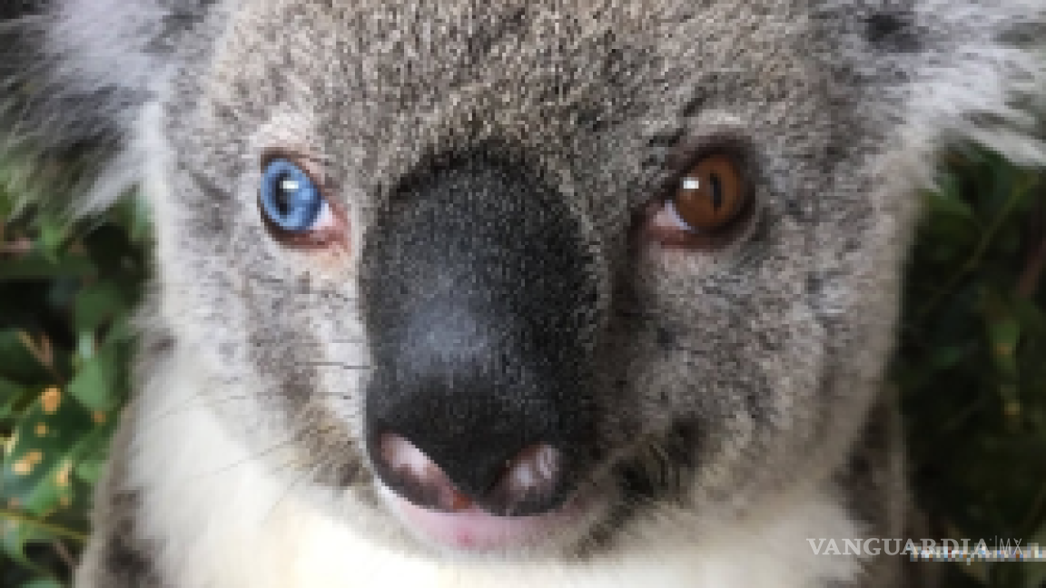 Koala con ojos de diferente color sorprende a veterinarios