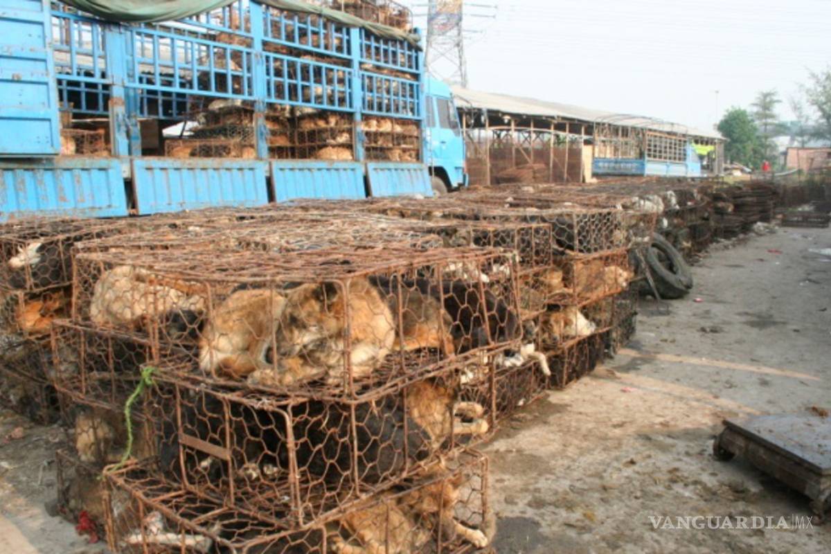 China prohíbe criar perros en las granjas para su consumo humano por la pandemia del coronavirus