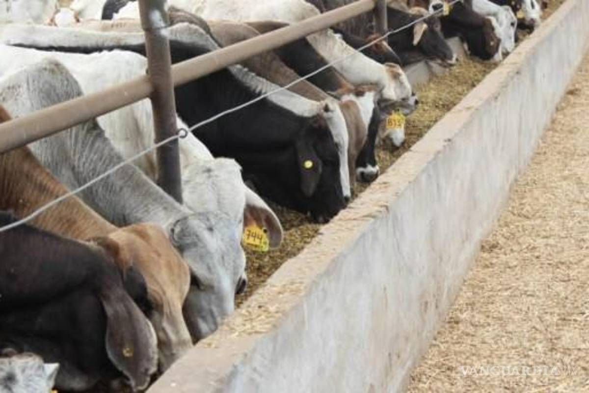 Los súper perros que ayudan a combatir la plaga del gusano barrenador