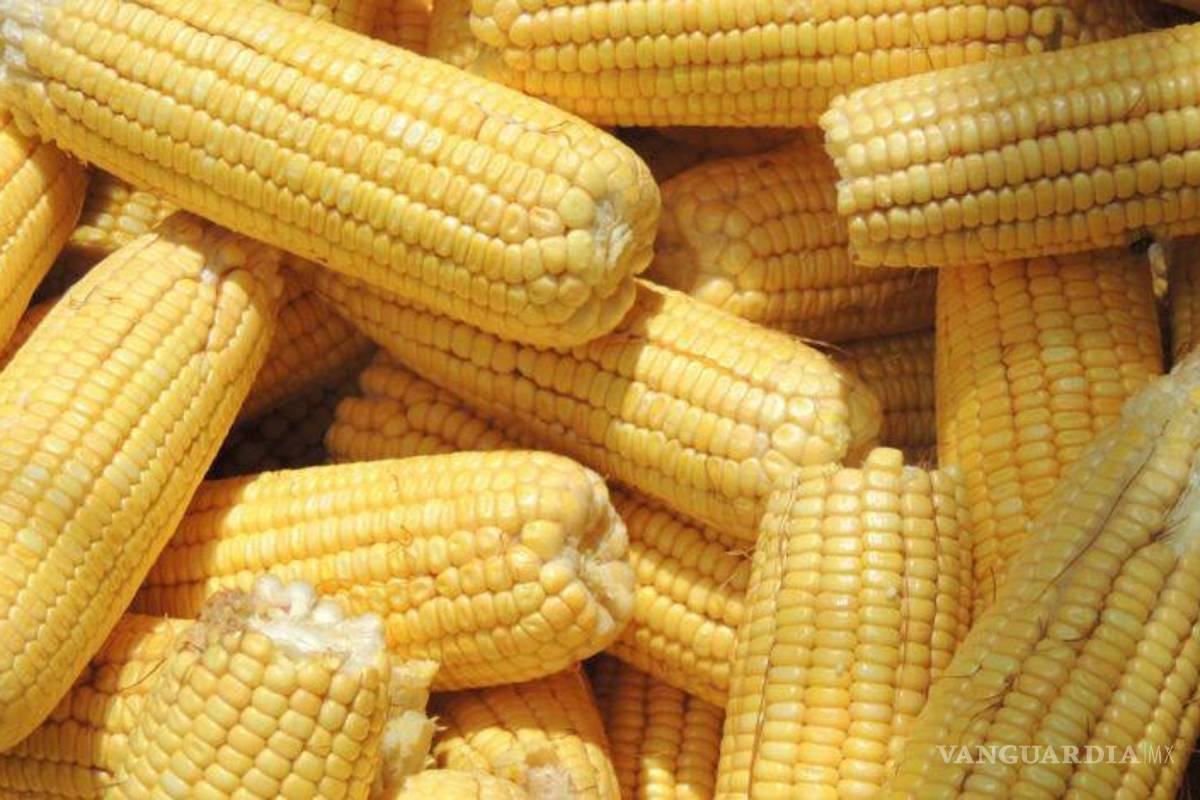 Sigue aumentando la dependencia de maíz importado