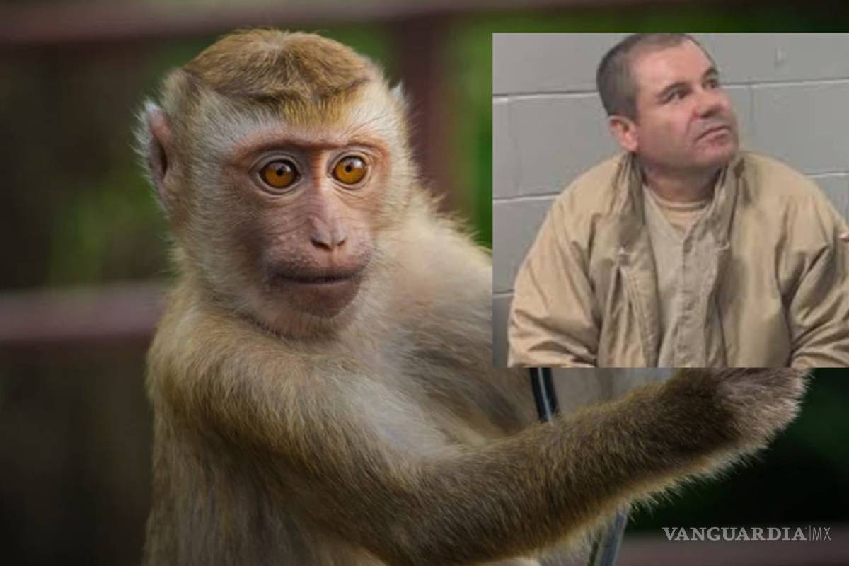 Conoce a 'Botas', el chango que delató a 'El Chapo Guzmán'