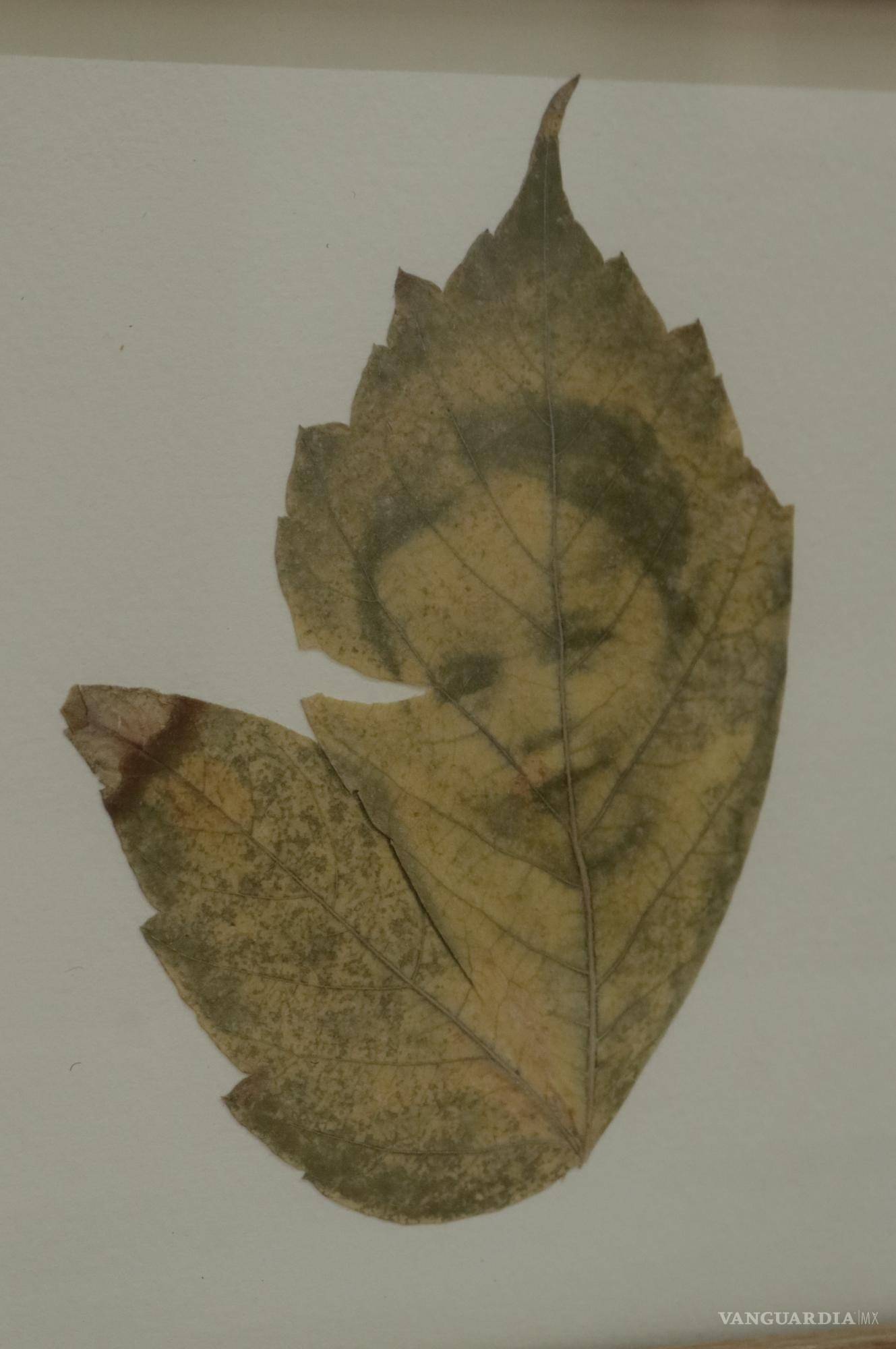 $!En la exposición ‘Los jardines que siempre existieron’ Talía Barredo nombra a los afectos que no conoció