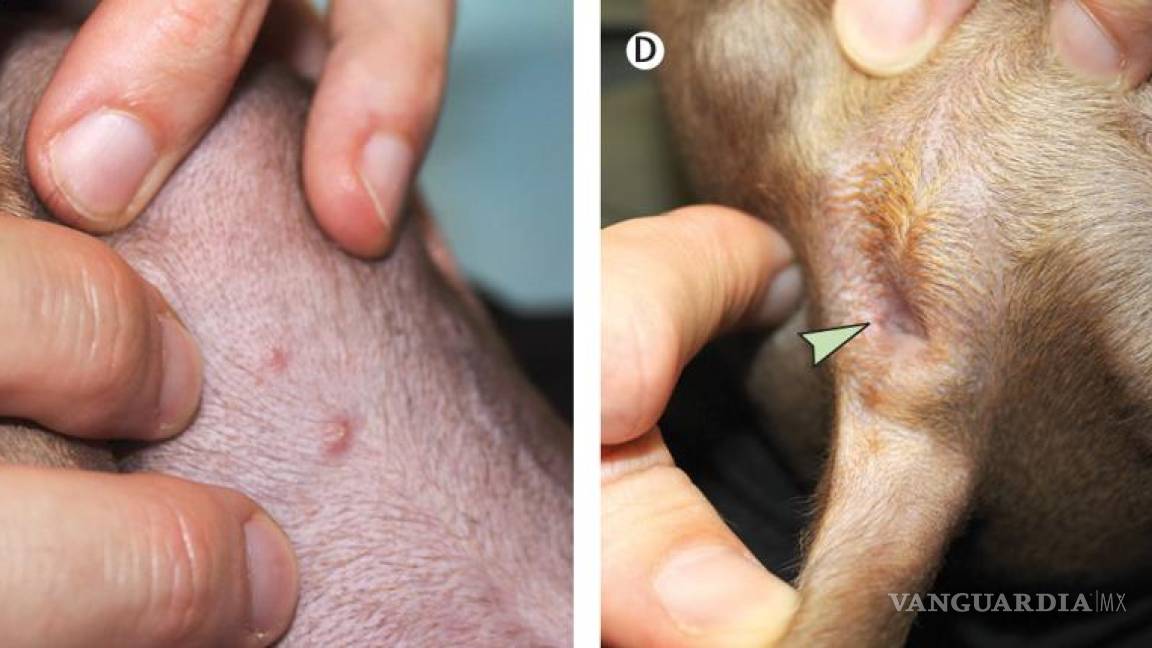 Se registra el primer caso de viruela del mono en un perro; lo contagiaron sus dueños