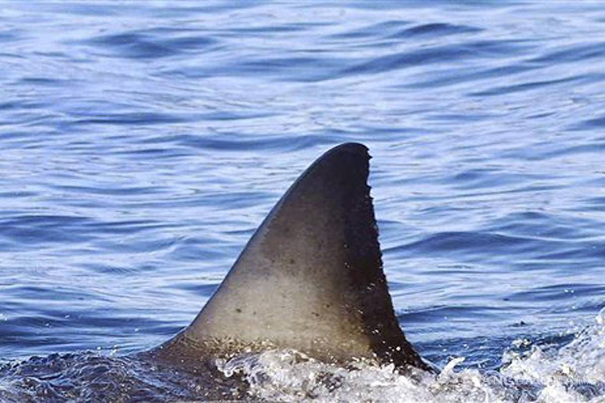 Tiburón mata a náufrago venezolano