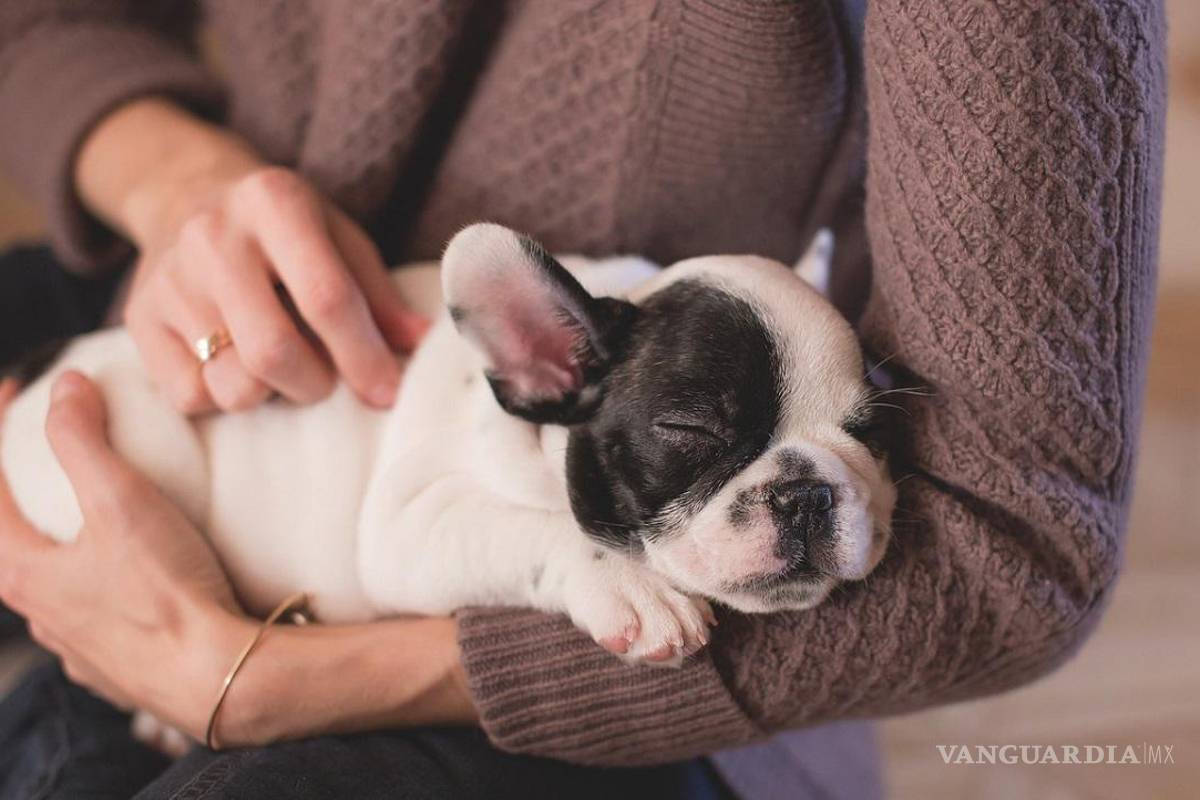 Coahuila: La diabetes también ataca a las mascotas; 5 de cada mil canes la padecen