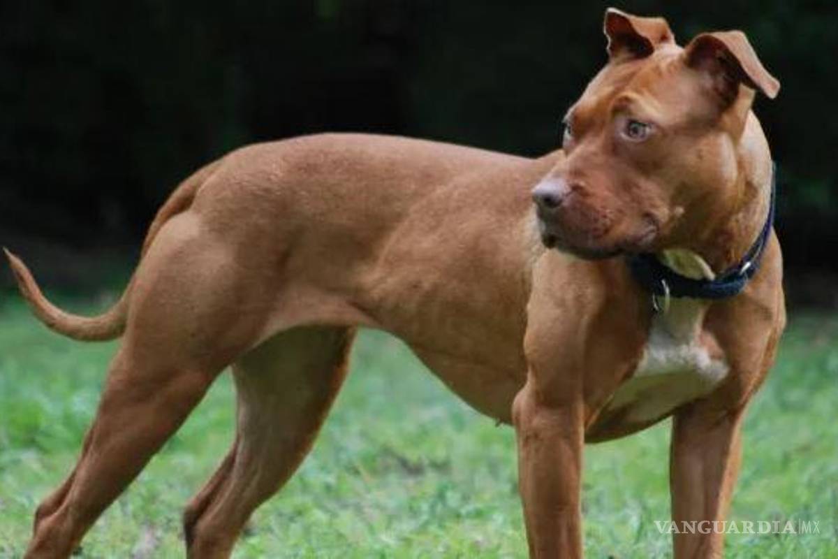 Feroz ataque de perro pitbull deja a niña de cinco años en Saltillo luchando por su vida