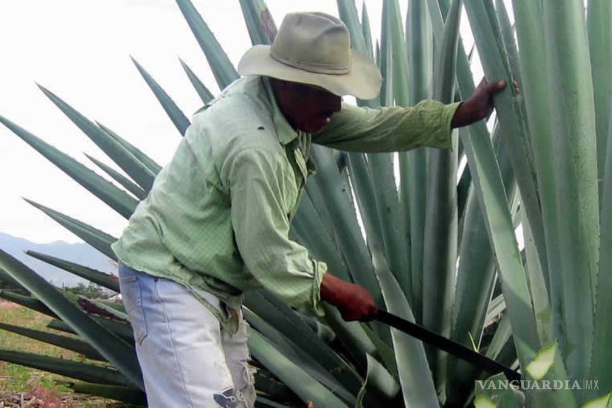 Mezcaleros consideran “discriminatoria” norma reguladora en México