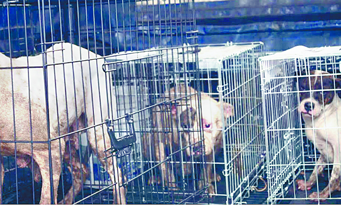 Rescatan a 9 perros utilizados en actos de zoofilia en CDMX