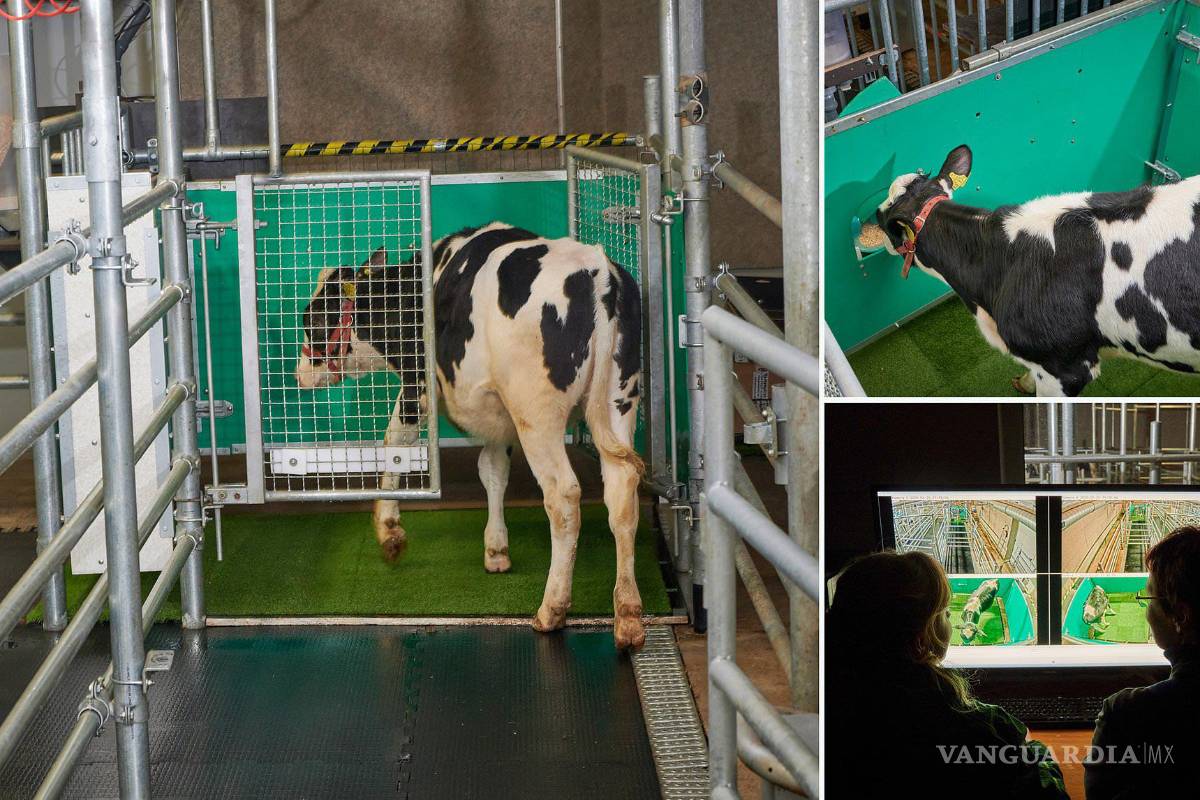 Vacas aprenden a ir al baño para reducir las emisiones de gases de efecto invernadero