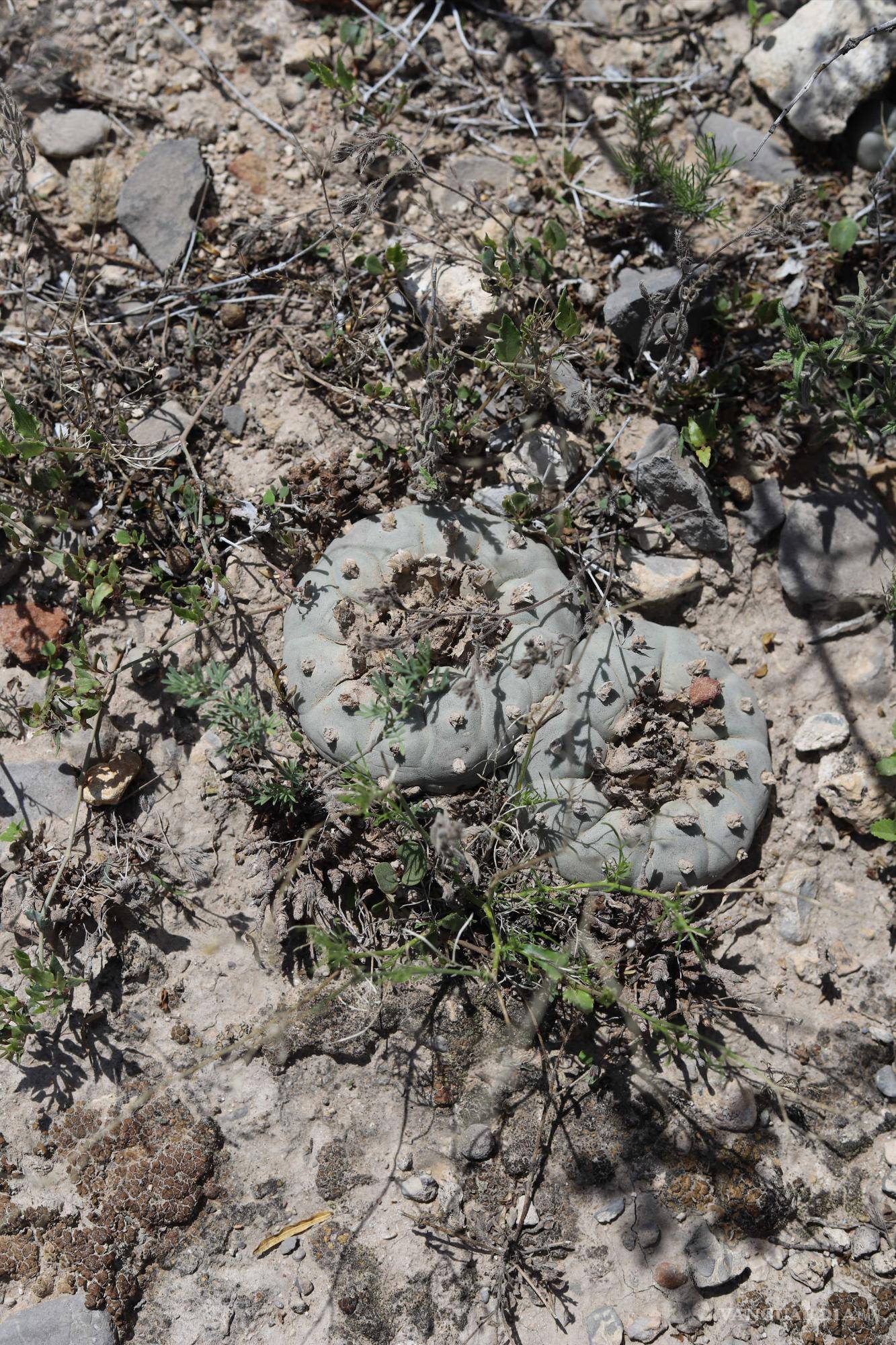 $!Especies de cactáceas endémicas son afectadas por el desarrollo inmobiliario.